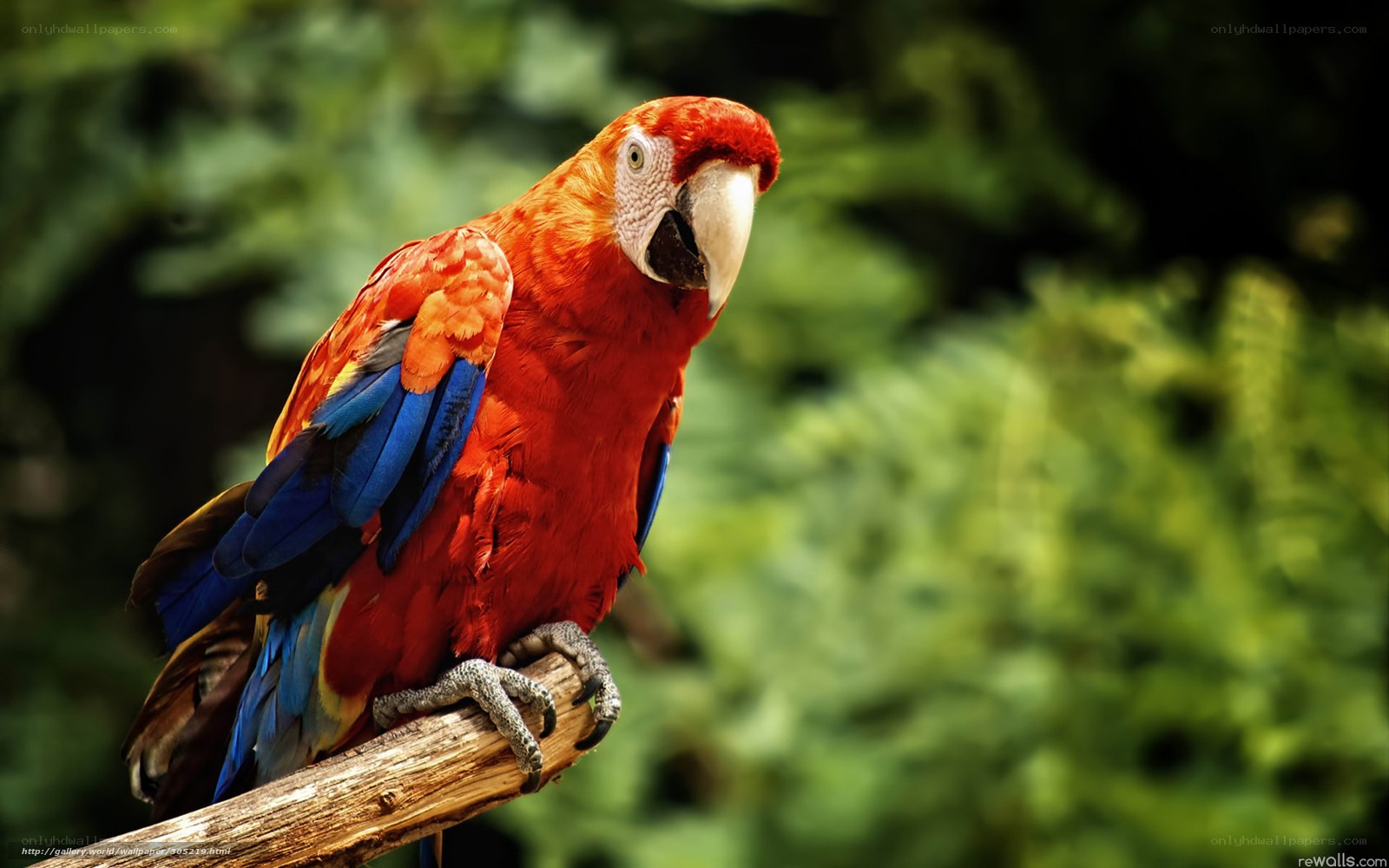 Colorful parrot on a branch
