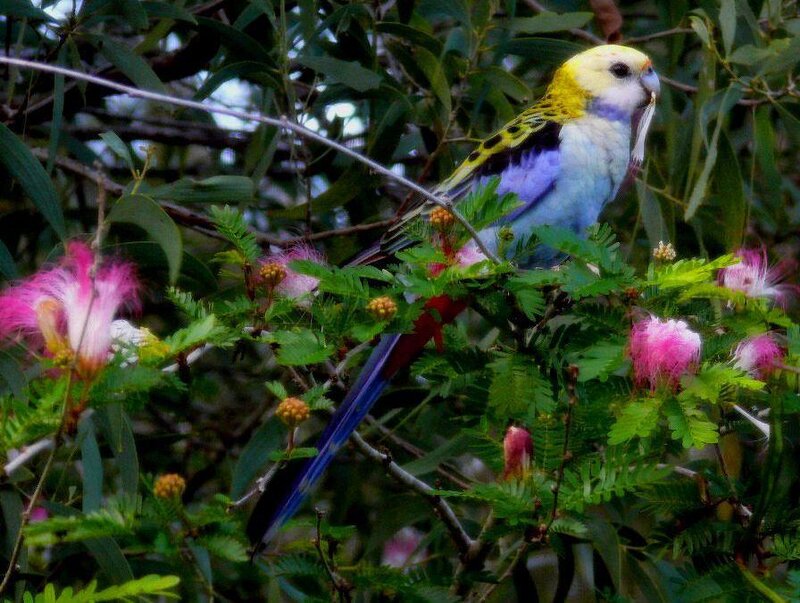 Colorful parrot on a flowering branch