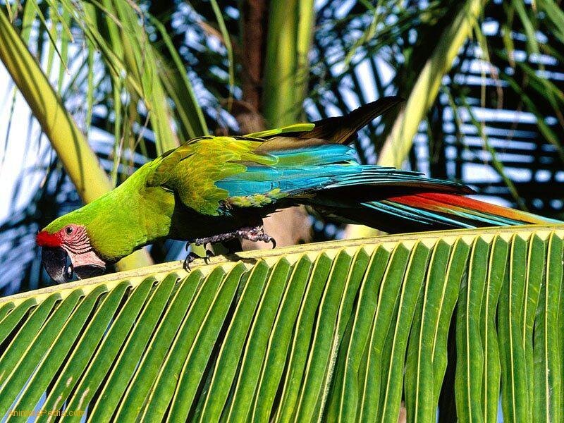 Colorful parrot on a leaf
