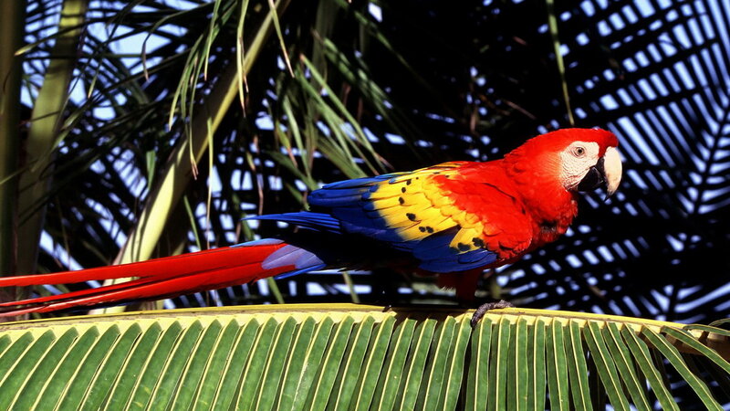 Colorful parrot on a leaf