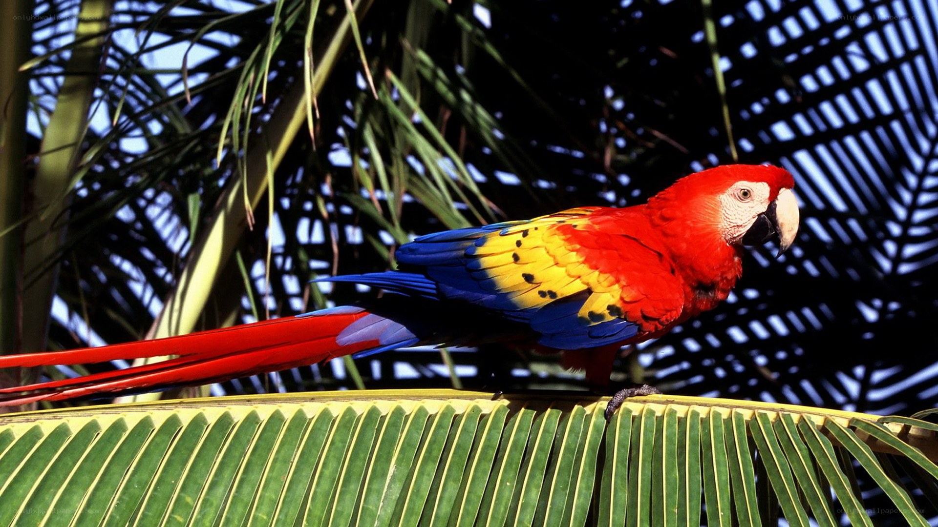 Colorful parrot on a leaf