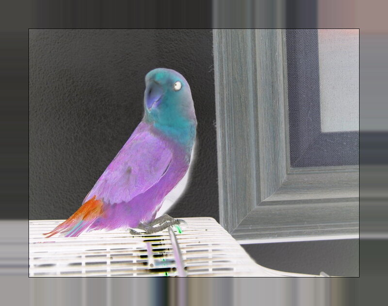 colorful parrot on a perch