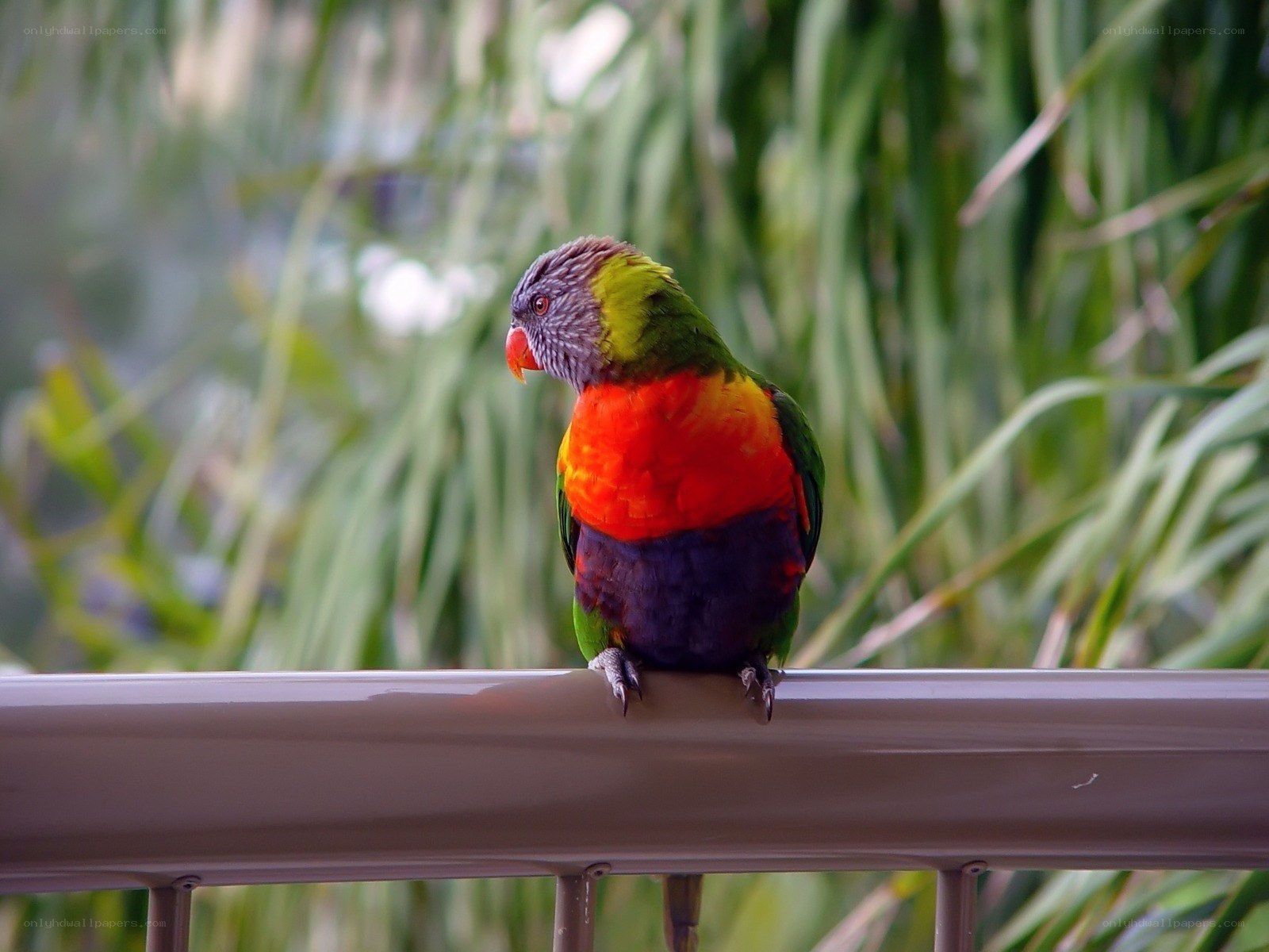Colorful parrot on a railing