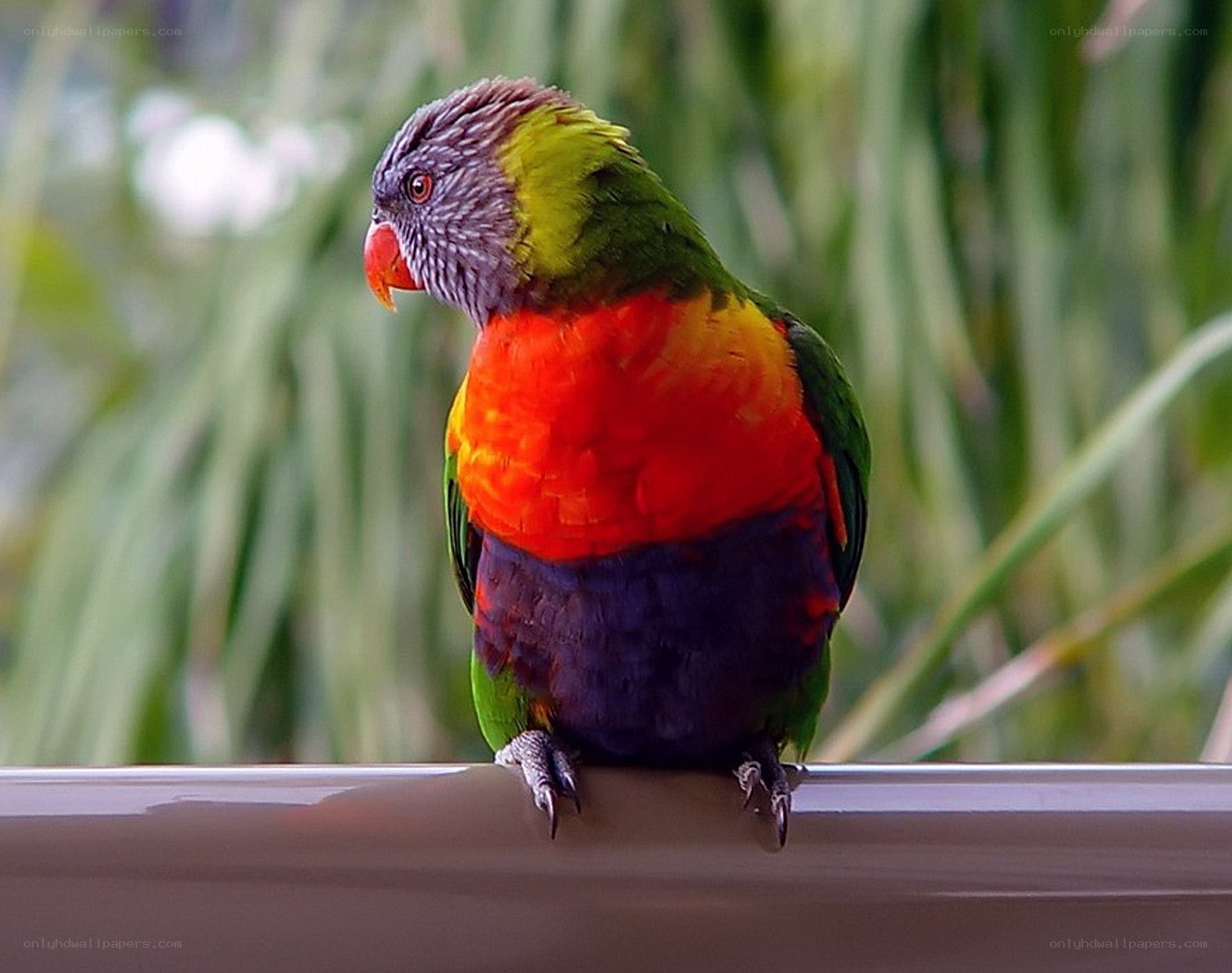colorful parrot on a railing