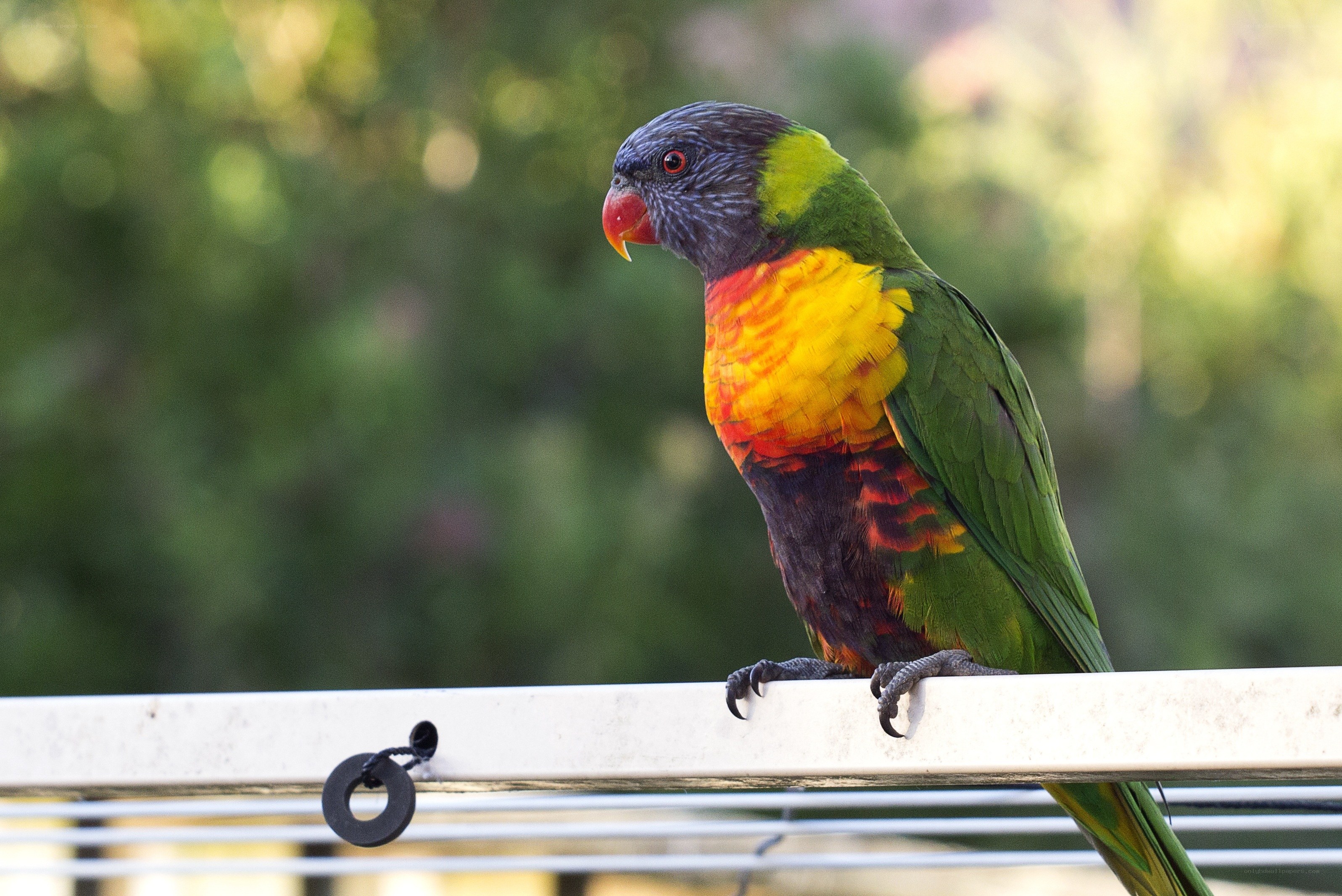 Colorful parrot on a railing