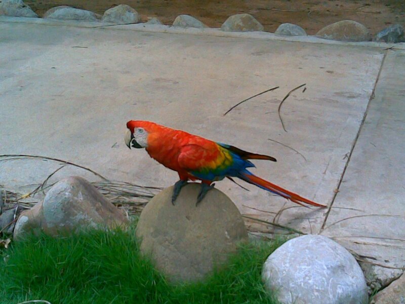 colorful parrot on a rock