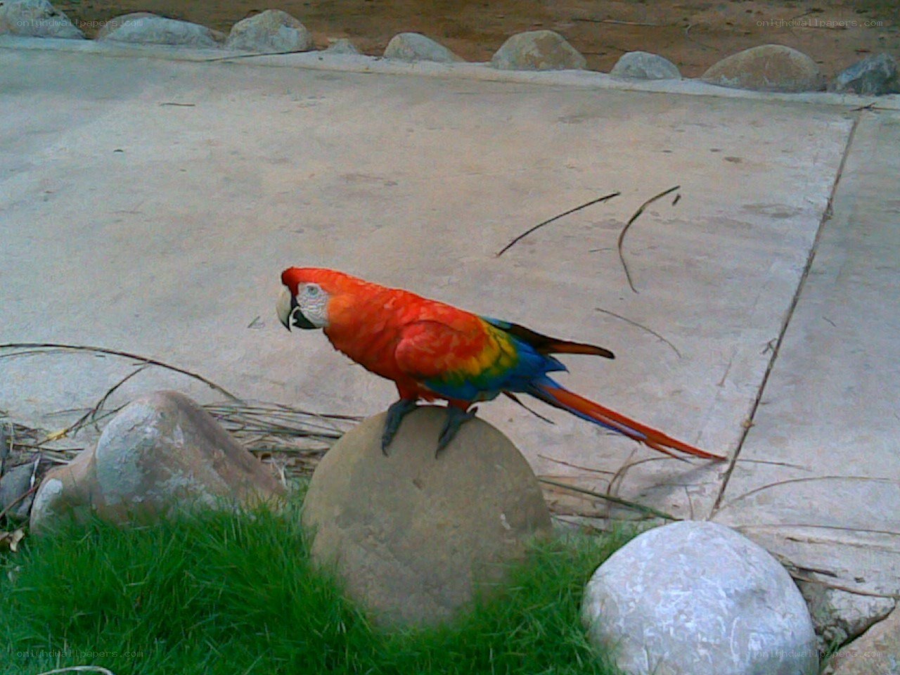 colorful parrot on a rock