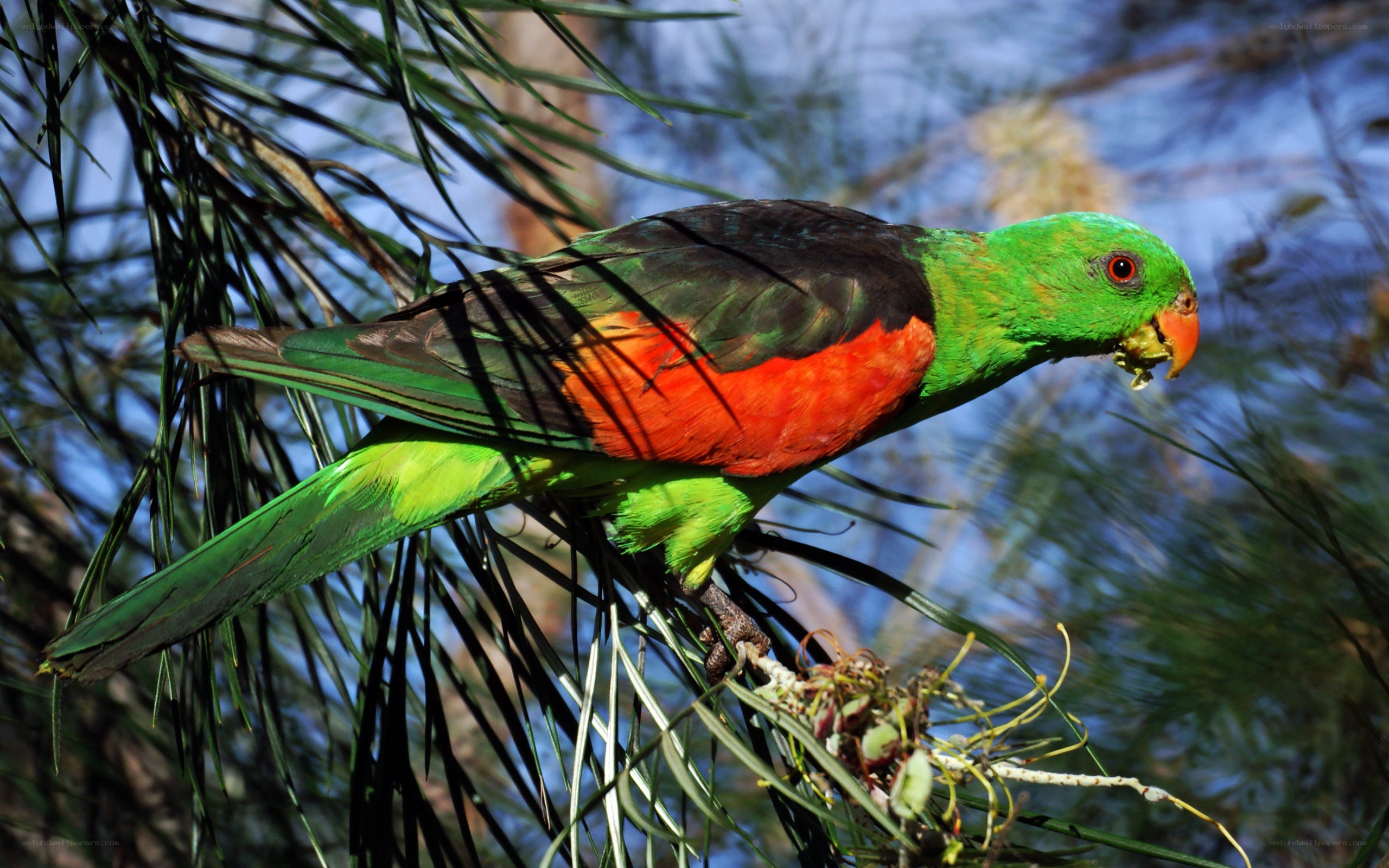 Colorful parrot on a tree branch