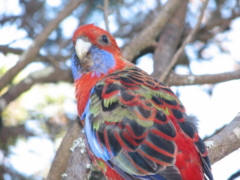 colorful parrot on a tree branch