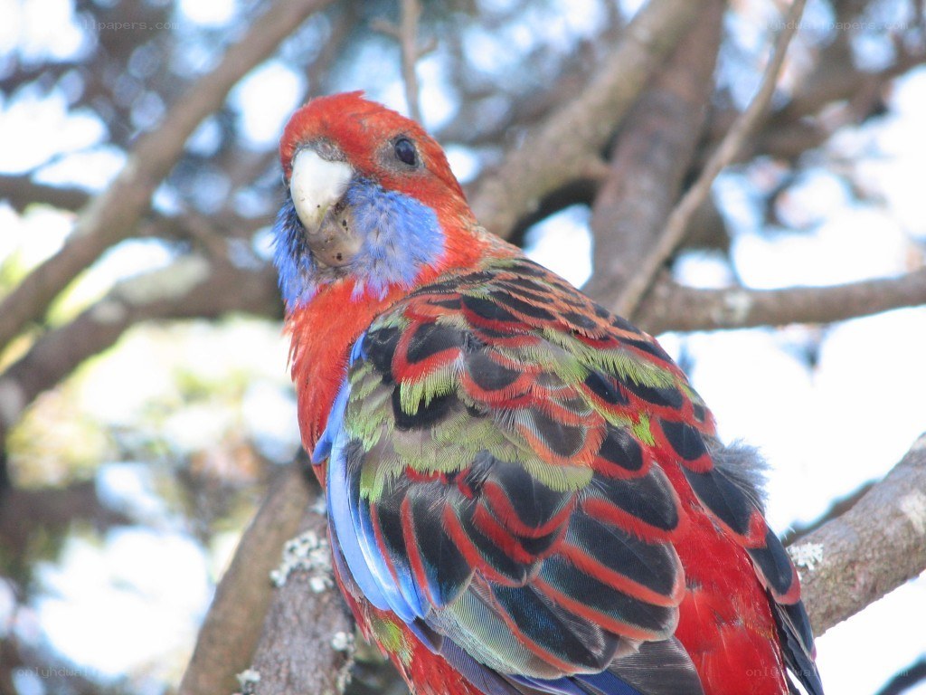 colorful parrot on a tree branch