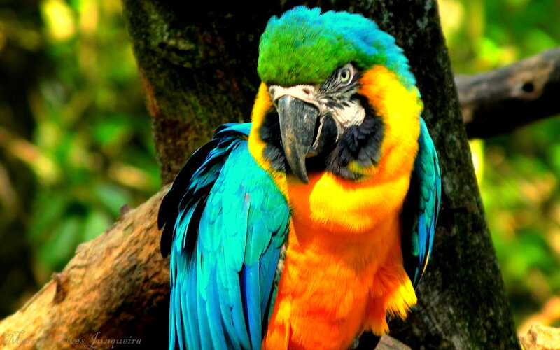 colorful parrot on a tree
