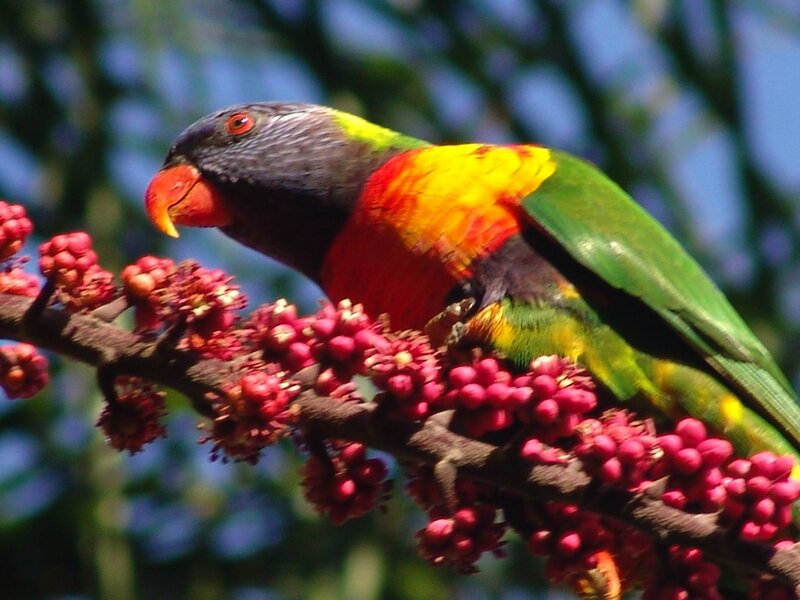 Colorful parrot on berry branch