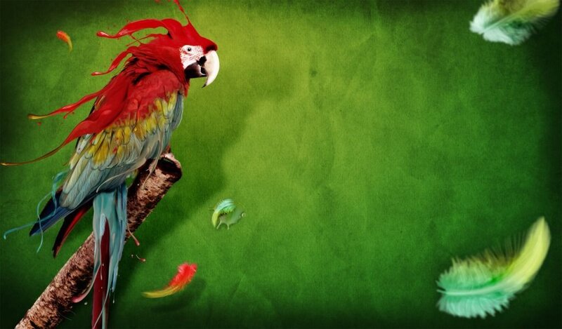 colorful parrot on branch