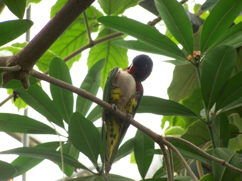 Colorful Parrot on Branch — Green, Calm