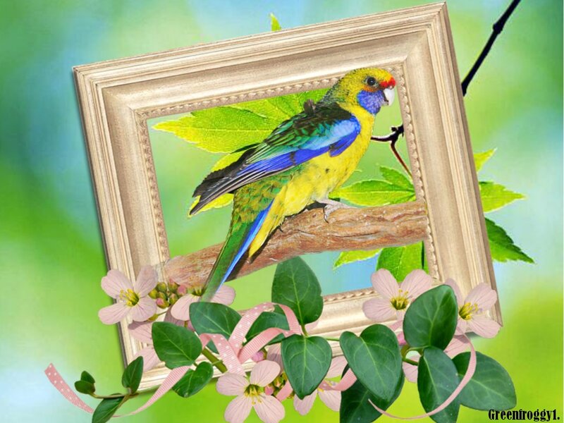 Colorful Parrot on Branch — Green, Serene