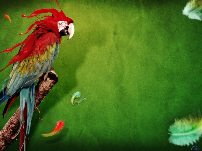 Colorful Parrot on Branch — Green, Vibrant