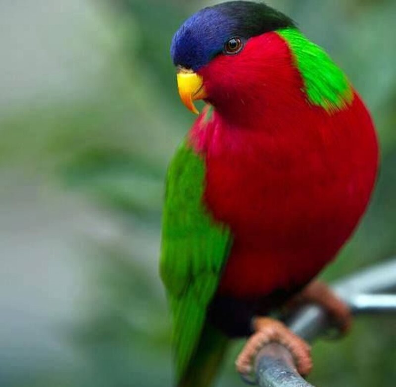 Colorful Parrot on Branch — Red, Calm