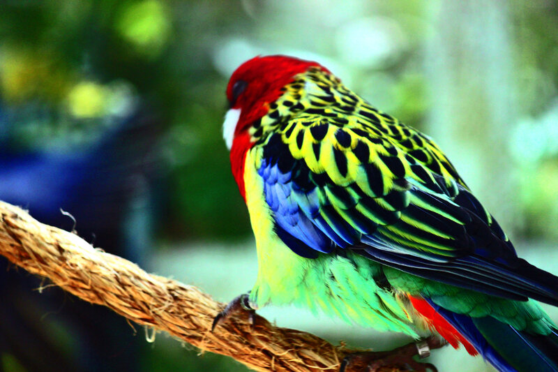 Colorful Parrot on Branch — Red