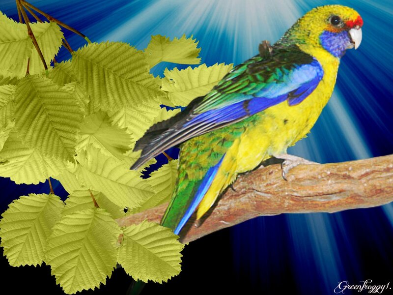 Colorful Parrot on Branch — Yellow, Dramatic