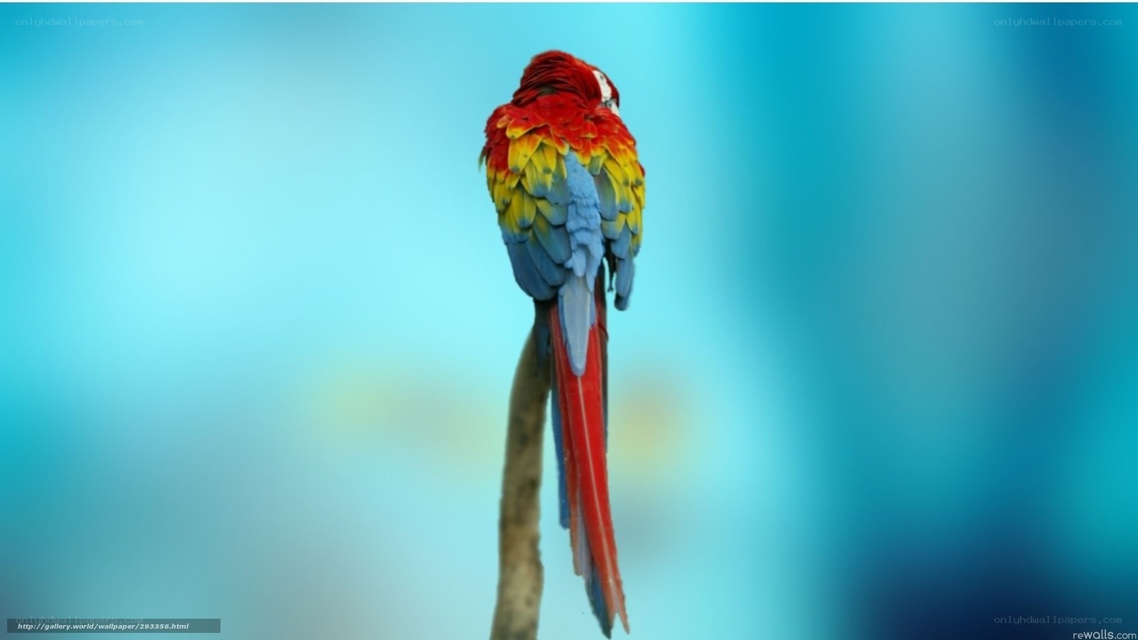 colorful parrot on branch