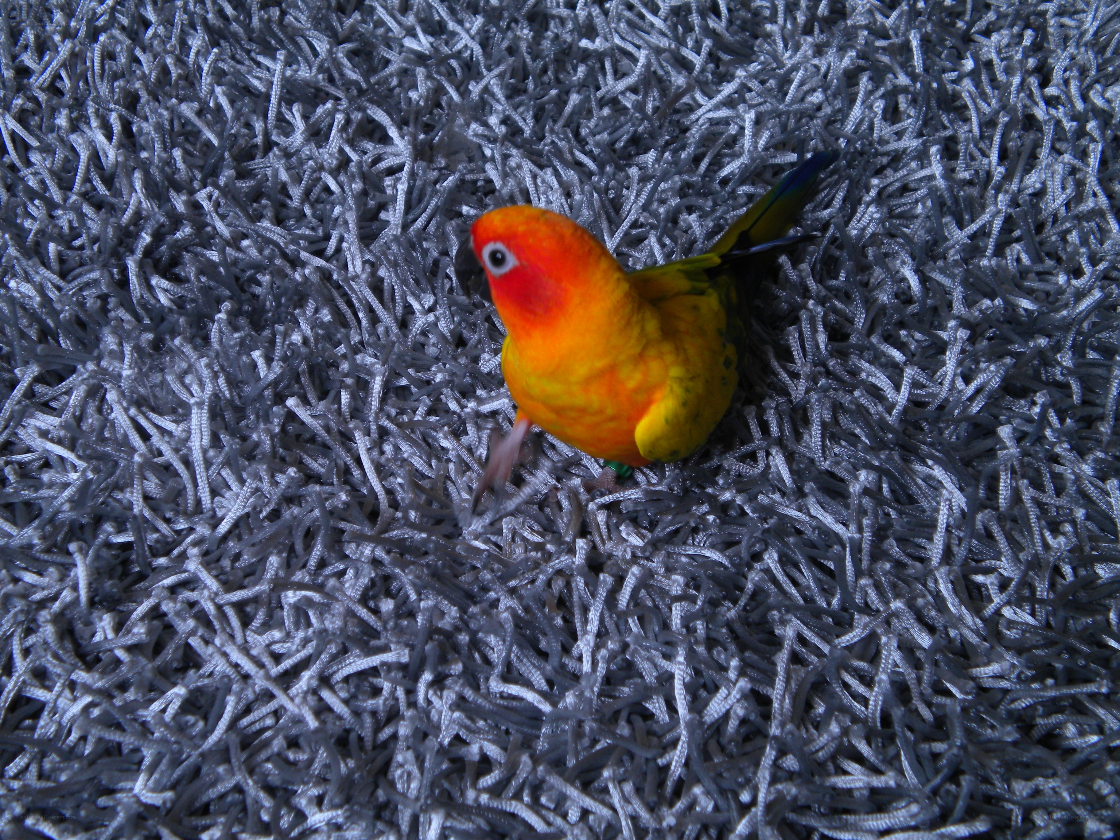 colorful parrot on carpet