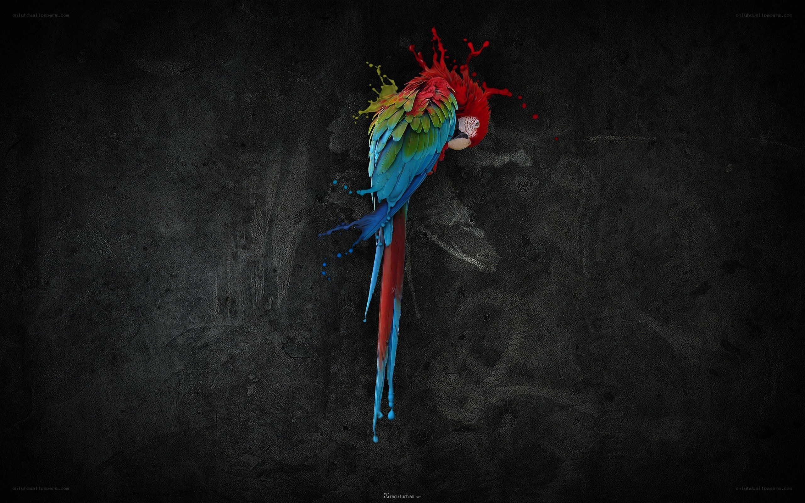 colorful parrot on dark background