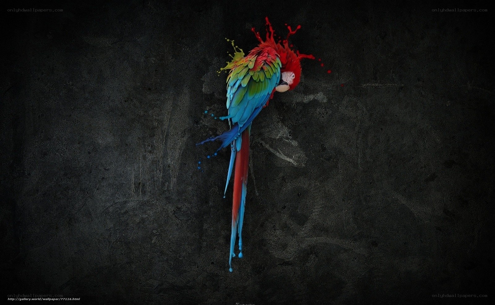 colorful parrot on dark background