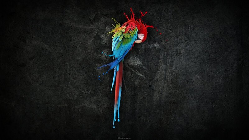 Colorful Parrot on Dark Wall