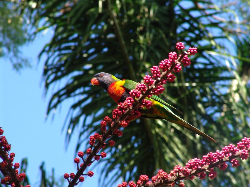 Colorful parrot on flowering branch