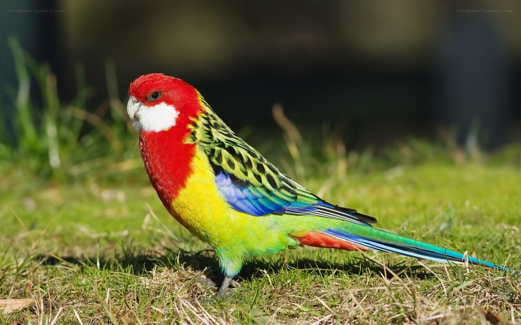 Colorful parrot on grass
