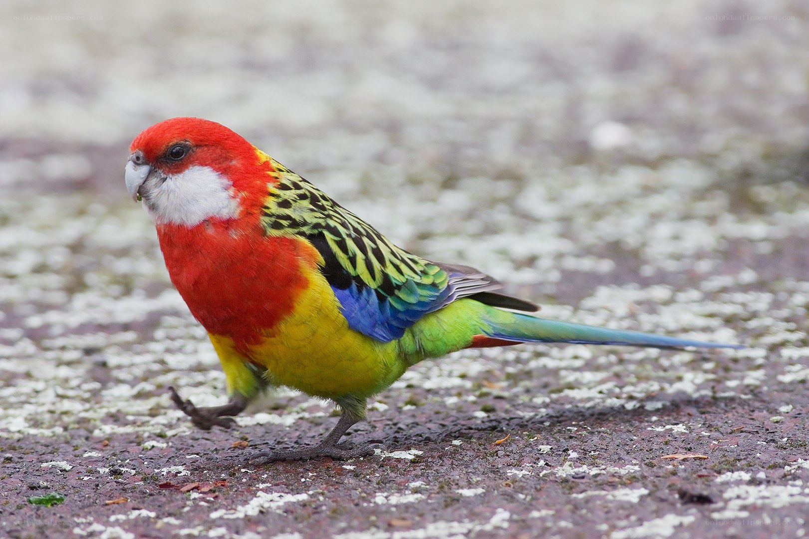 colorful parrot on ground