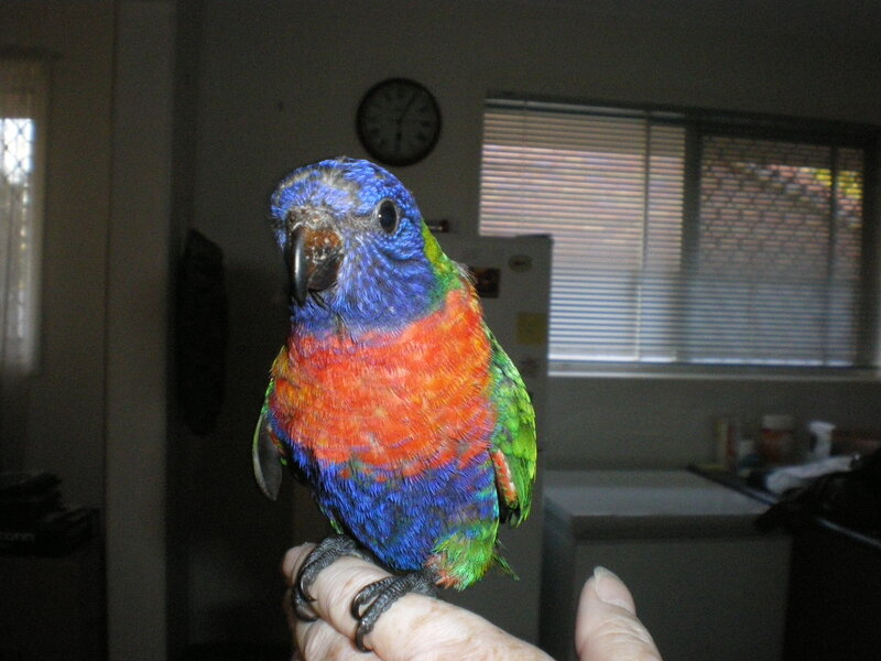Colorful Parrot on Hand — Blue