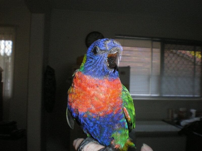 Colorful Parrot on Hand
