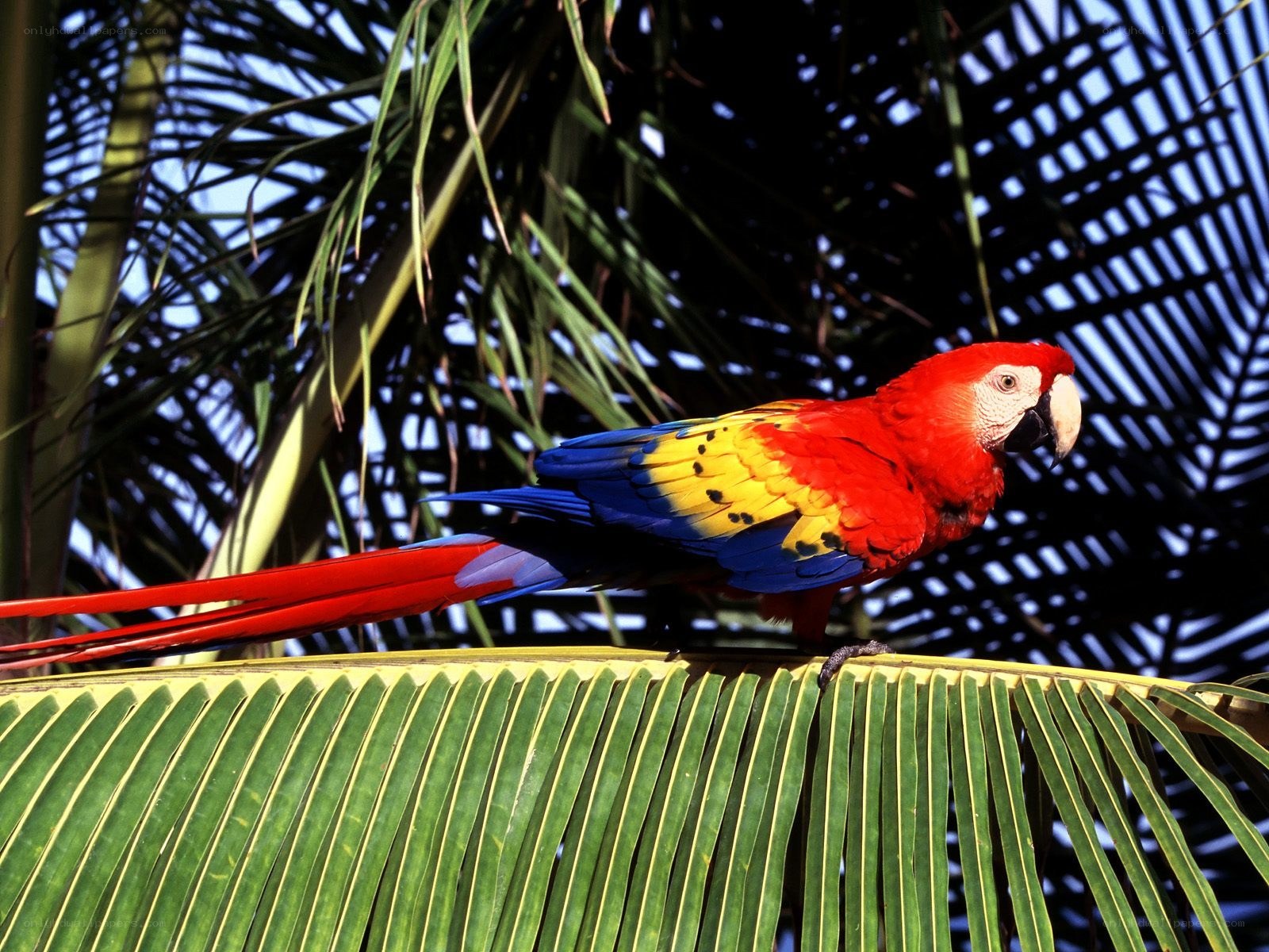 Colorful parrot on palm leaf