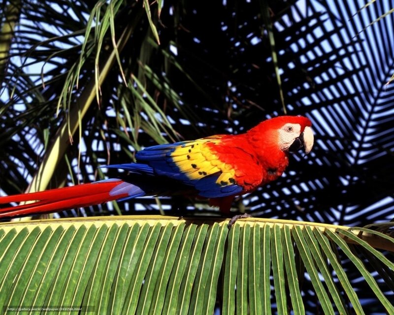 Colorful parrot on palm leaf