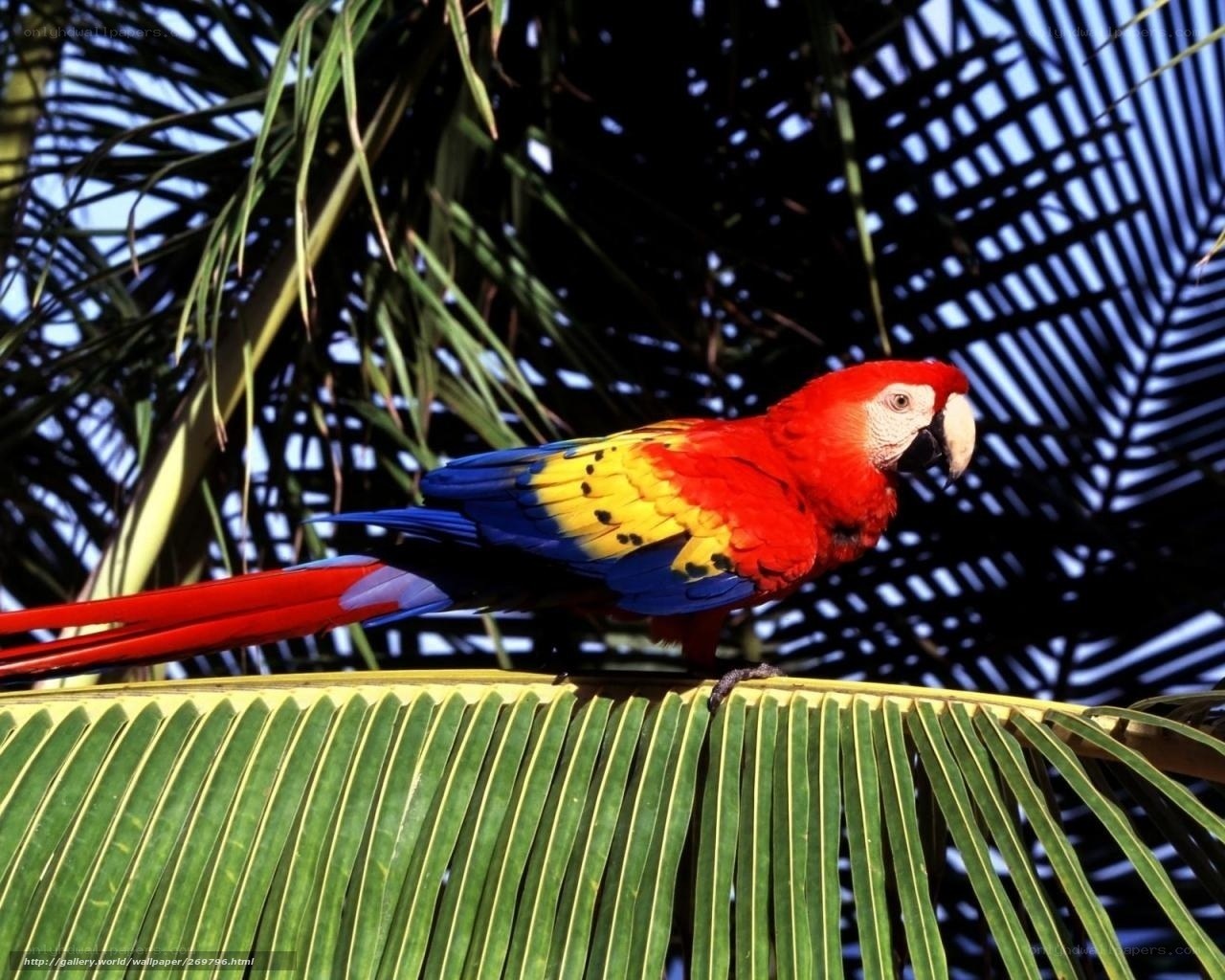 Colorful parrot on palm leaf