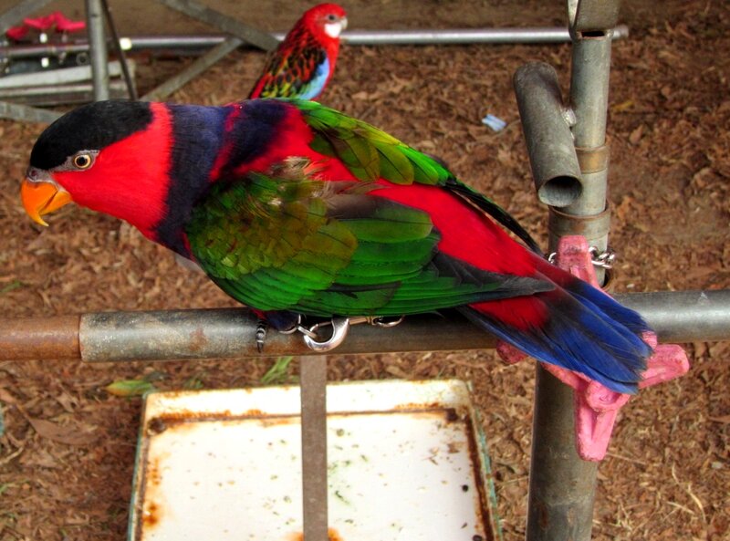 Colorful Parrot on Perch