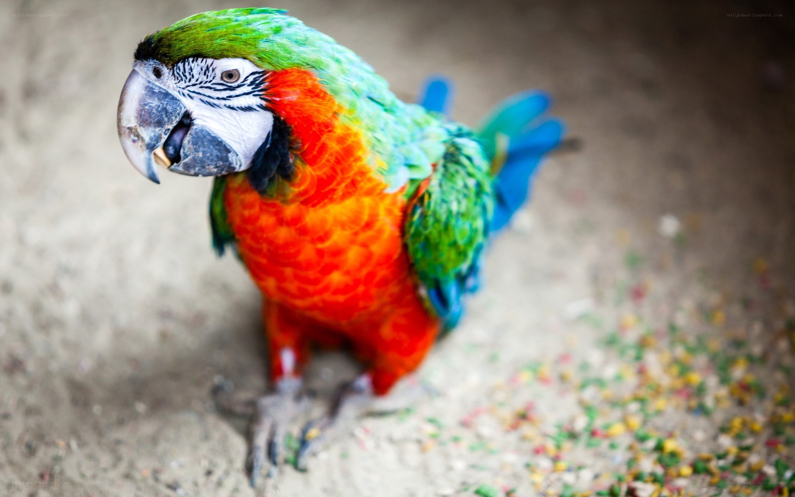 colorful parrot on the ground