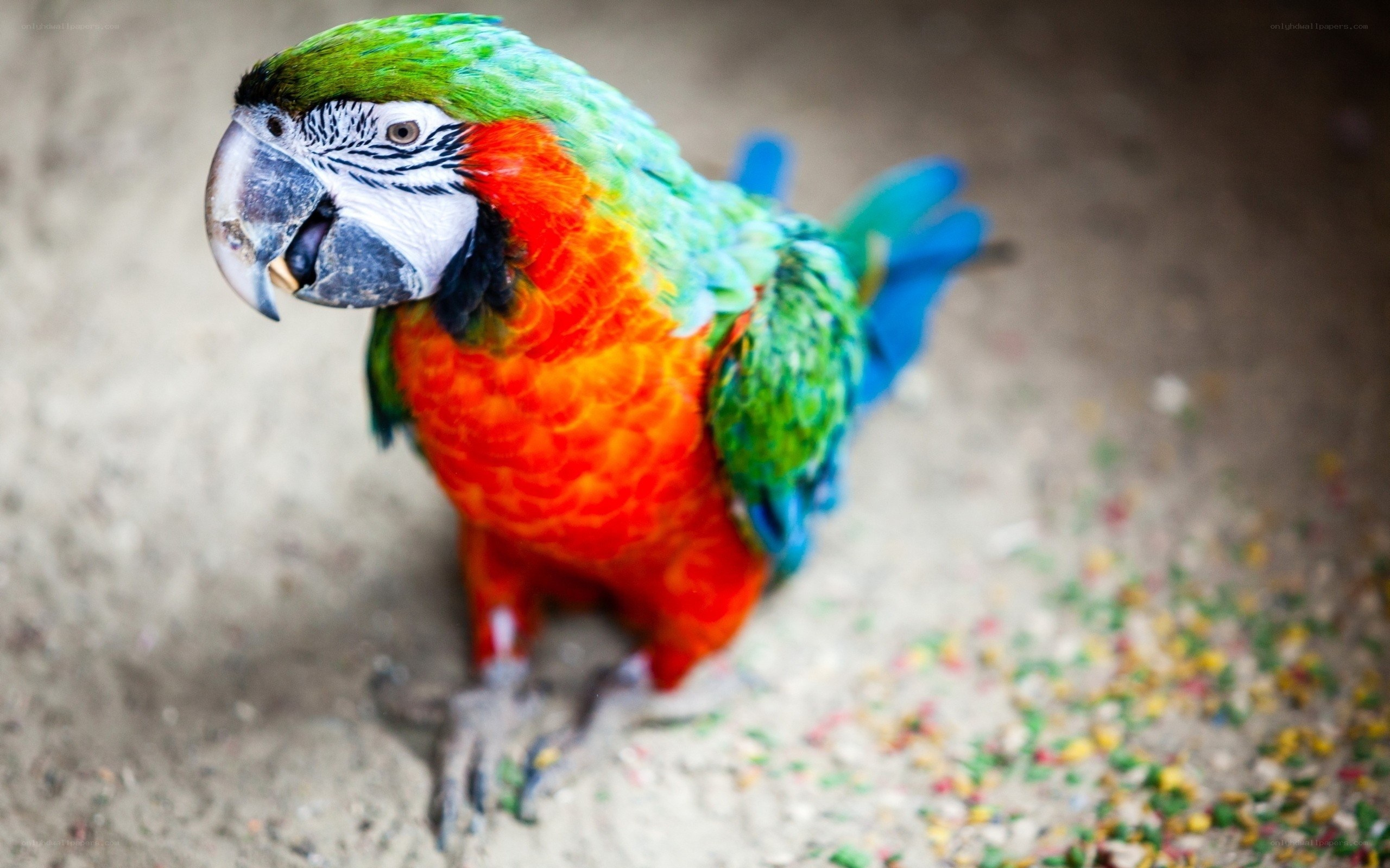 colorful parrot on the ground