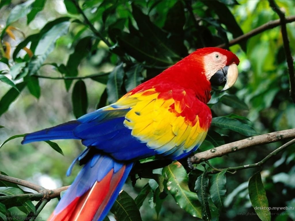 colorful parrot on tree branch