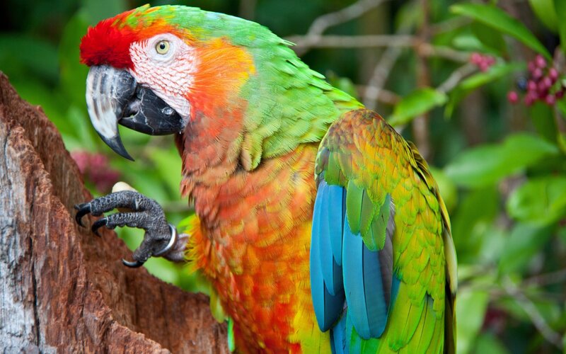 Colorful Parrot on Tree — Green