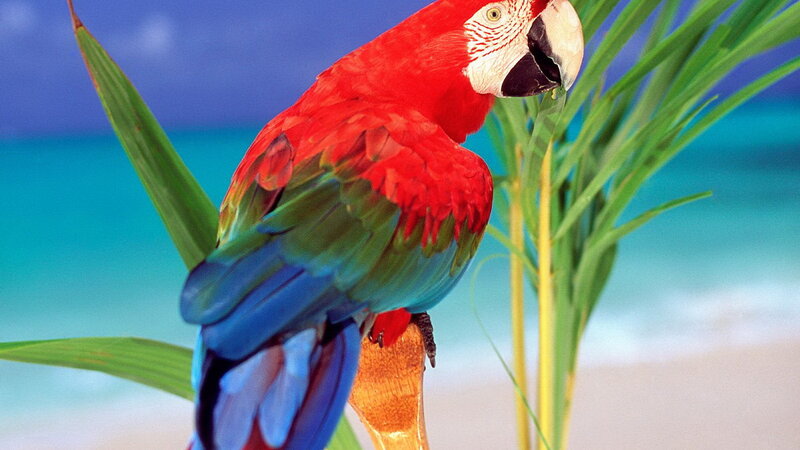 Colorful parrot on tropical branch
