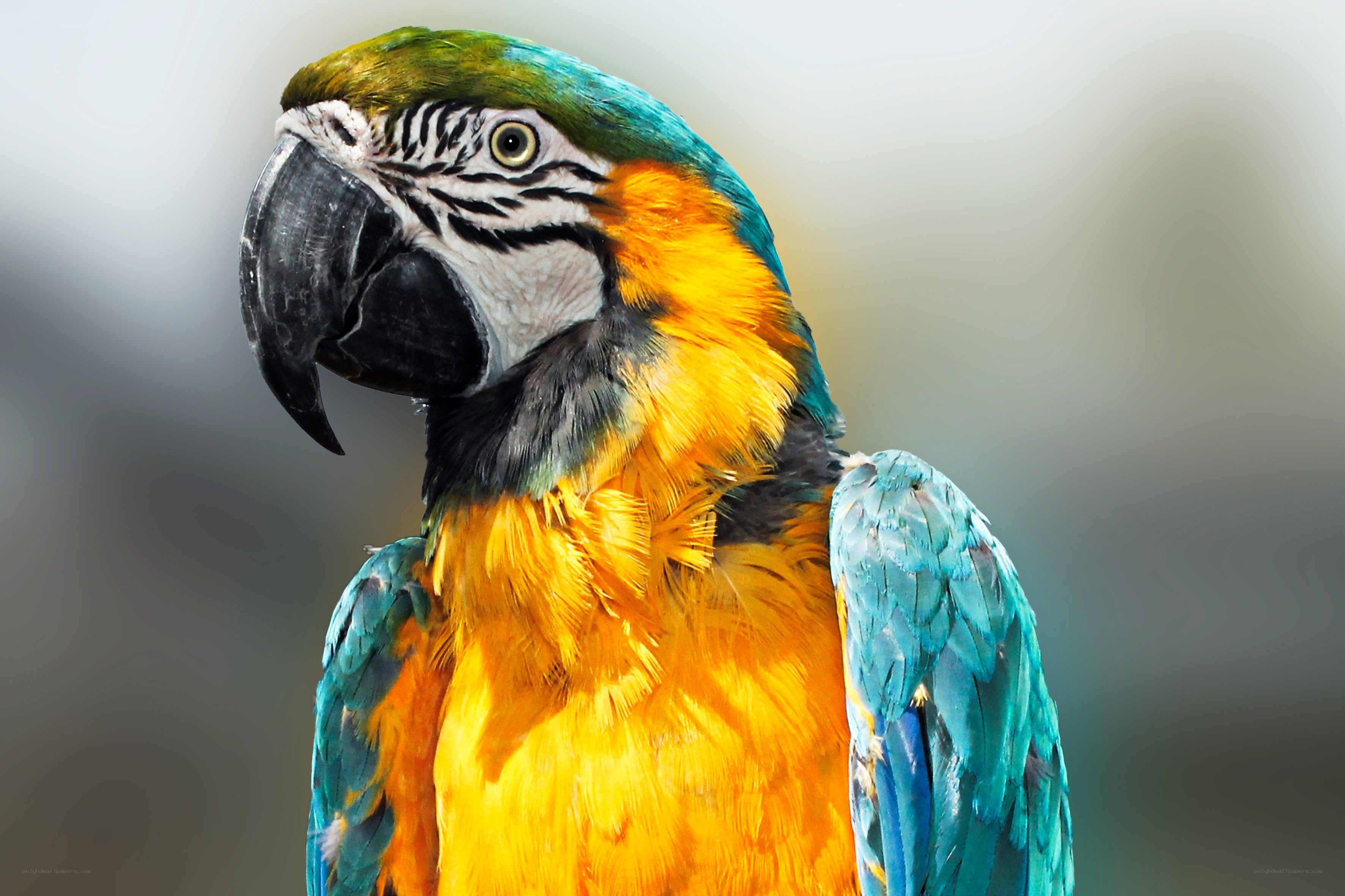 Colorful parrot portrait