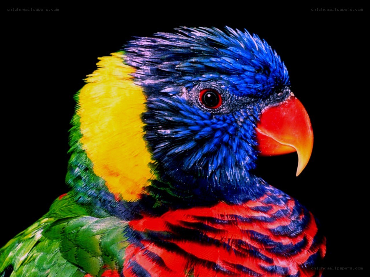 Colorful parrot portrait
