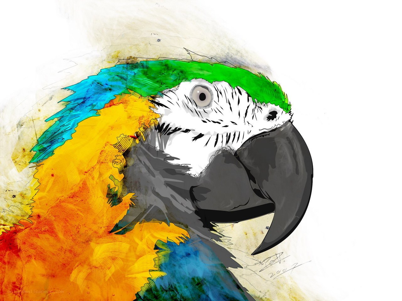 Colorful parrot portrait