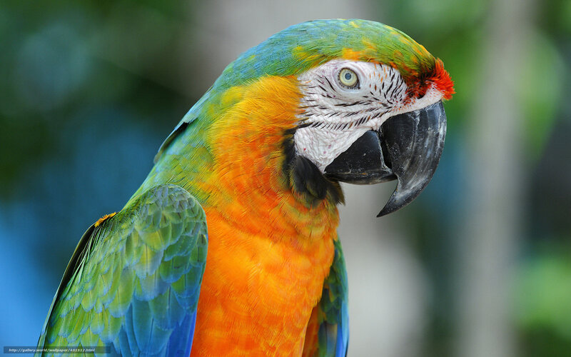 Colorful parrot portrait