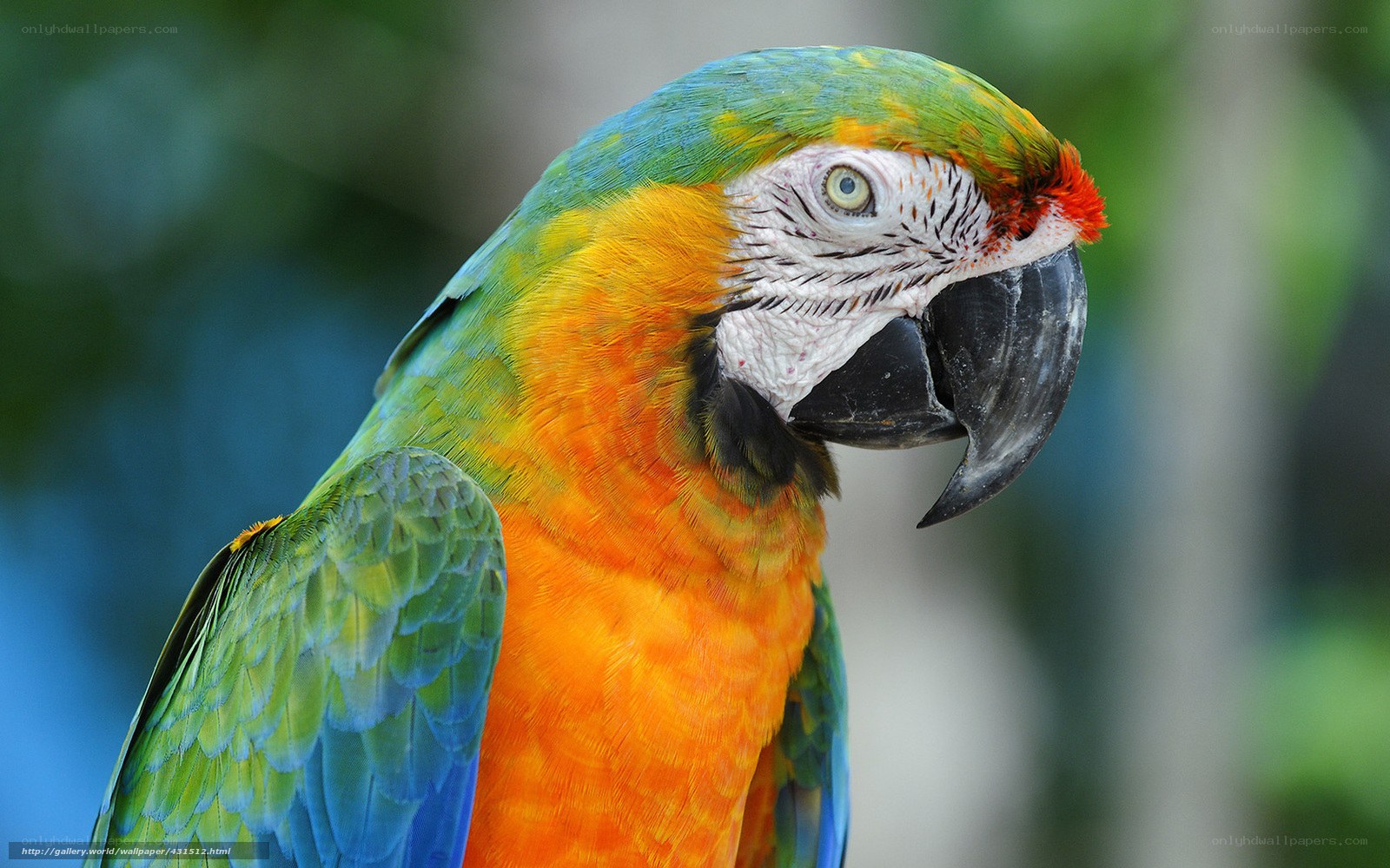 Colorful parrot portrait