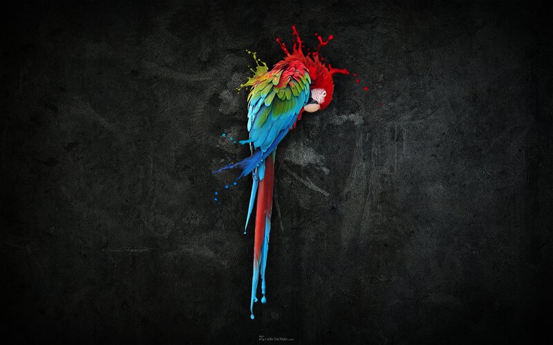 Colorful Parrot — Red, Dramatic, Digital Art