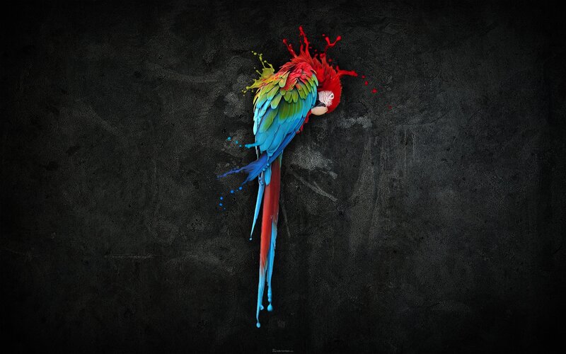 Colorful Parrot — Red, Dramatic