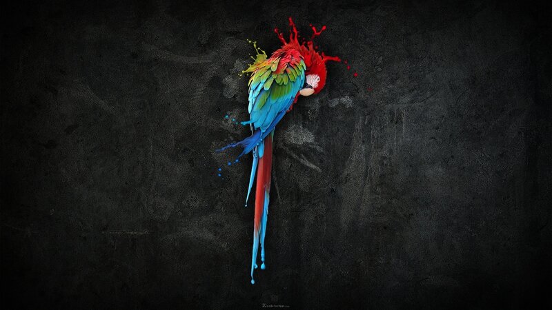 colorful parrot splash art